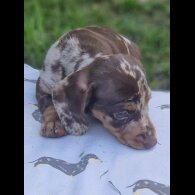Dachshund (Standard &amp; Miniature) - Both