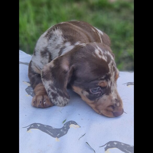 Dachshund (Standard &amp; Miniature) - Both