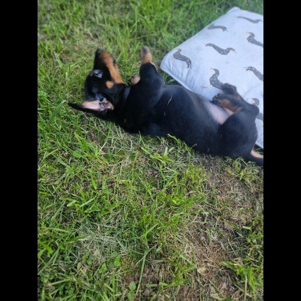 Dachshund (Standard &amp; Miniature) - Both