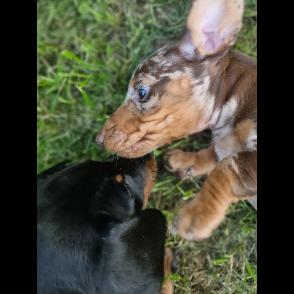 Dachshund (Standard &amp; Miniature) - Both