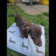 Dachshund (Standard &amp; Miniature) - Both