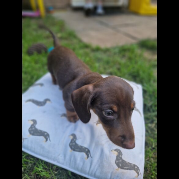 Dachshund (Standard &amp; Miniature) - Both