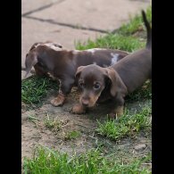 Dachshund (Standard &amp; Miniature) - Both