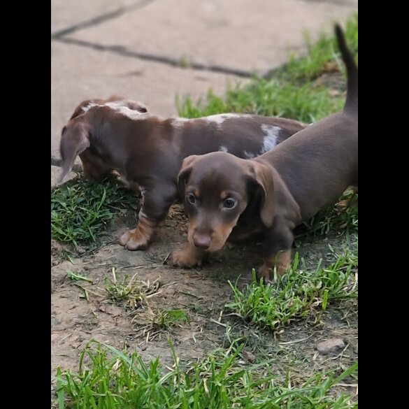 Dachshund (Standard &amp; Miniature) - Both