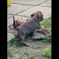 Dachshund (Standard &amp; Miniature) - Both