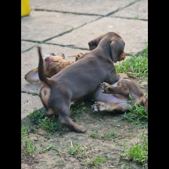Dachshund (Standard &amp; Miniature) - Both