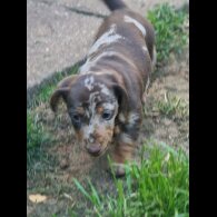 Dachshund (Standard &amp; Miniature) - Both