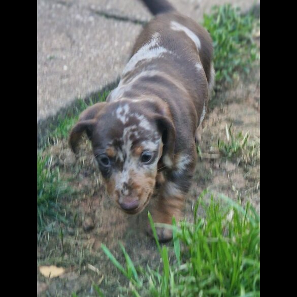 Dachshund (Standard &amp; Miniature) - Both