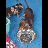 Dachshund (Standard &amp; Miniature) - Both