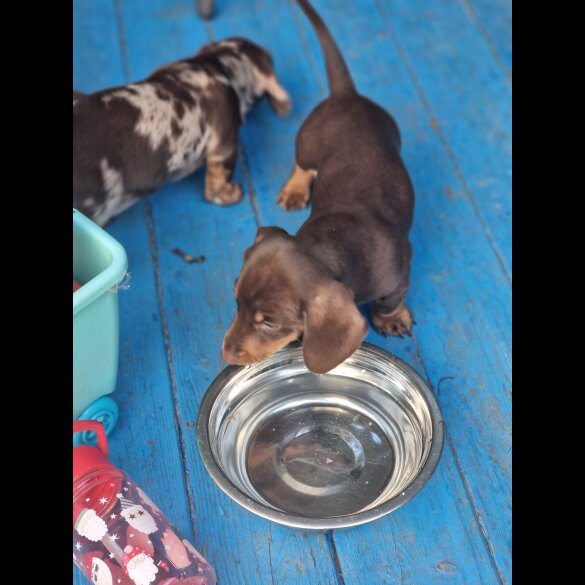 Dachshund (Standard &amp; Miniature) - Both