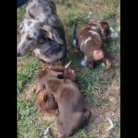 Dachshund (Standard &amp; Miniature) - Both