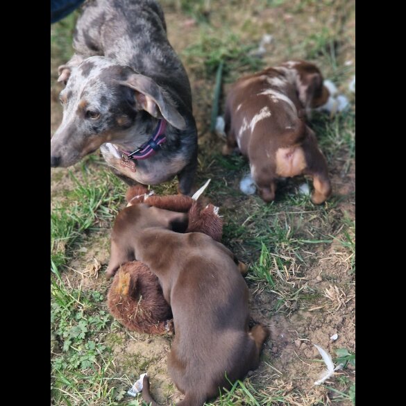Dachshund (Standard &amp; Miniature) - Both