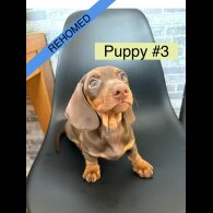 Dachshund (Standard &amp; Miniature) - Dogs