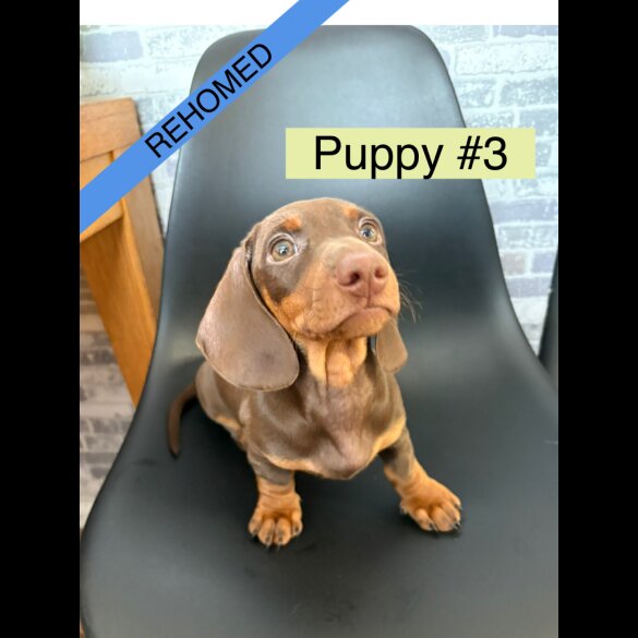 Dachshund (Standard &amp; Miniature) - Dogs