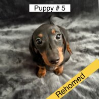 Dachshund (Standard &amp; Miniature) - Dogs