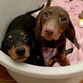 Dachshund (Standard &amp; Miniature) - Dogs