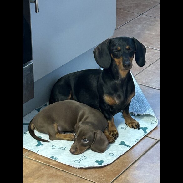 Dachshund (Standard &amp; Miniature) - Dogs
