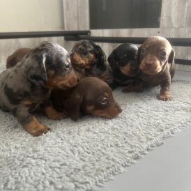 Dachshund (Standard &amp; Miniature) - Both