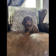 Dachshund (Standard &amp; Miniature) - Both