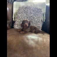Dachshund (Standard &amp; Miniature) - Both