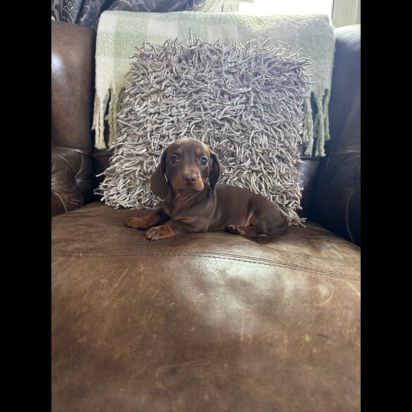 Dachshund (Standard &amp; Miniature) - Both