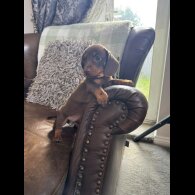 Dachshund (Standard &amp; Miniature) - Both