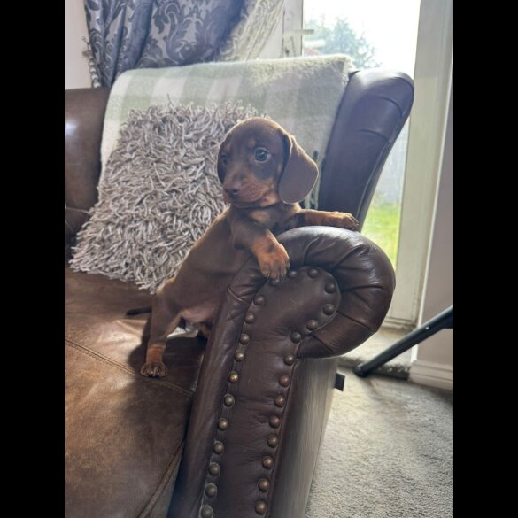 Dachshund (Standard &amp; Miniature) - Both