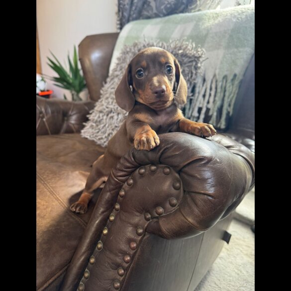 Dachshund (Standard &amp; Miniature) - Both
