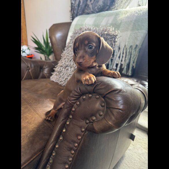 Dachshund (Standard &amp; Miniature) - Both