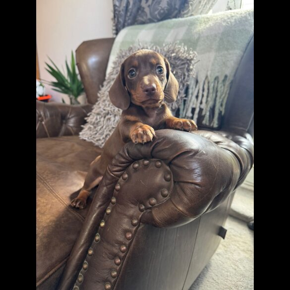 Dachshund (Standard &amp; Miniature) - Both