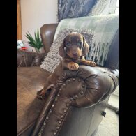 Dachshund (Standard &amp; Miniature) - Both
