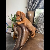 Dachshund (Standard &amp; Miniature) - Both