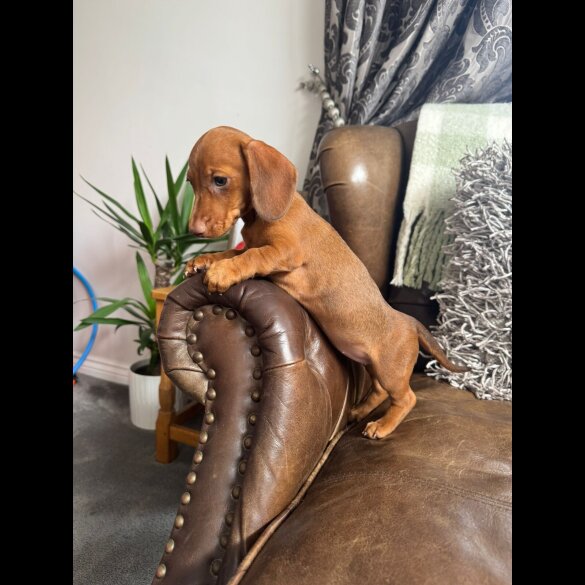 Dachshund (Standard &amp; Miniature) - Both