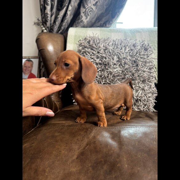 Dachshund (Standard &amp; Miniature) - Both