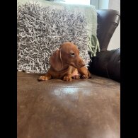 Dachshund (Standard &amp; Miniature) - Both