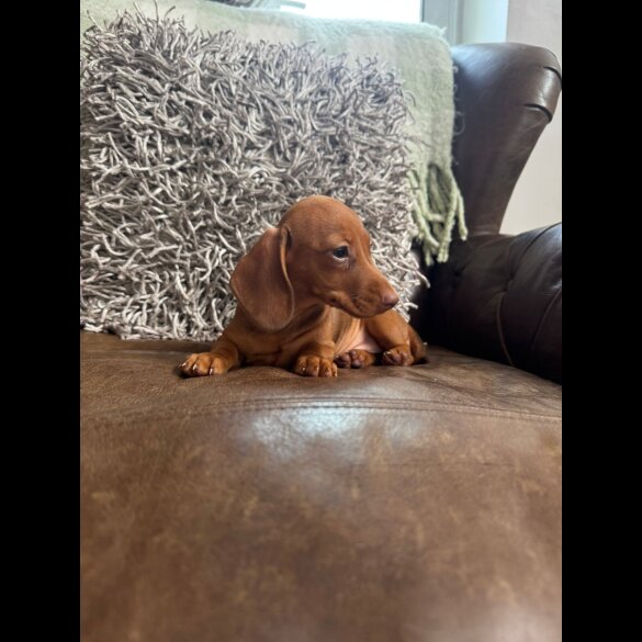 Dachshund (Standard &amp; Miniature) - Both