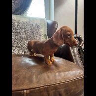 Dachshund (Standard &amp; Miniature) - Both