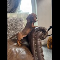 Dachshund (Standard &amp; Miniature) - Both