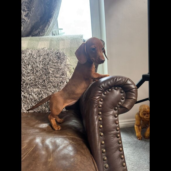 Dachshund (Standard &amp; Miniature) - Both