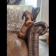 Dachshund (Standard &amp; Miniature) - Both