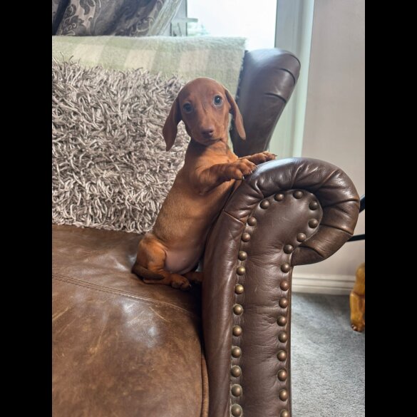 Dachshund (Standard &amp; Miniature) - Both
