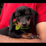 Dachshund (Standard &amp; Miniature) - Both