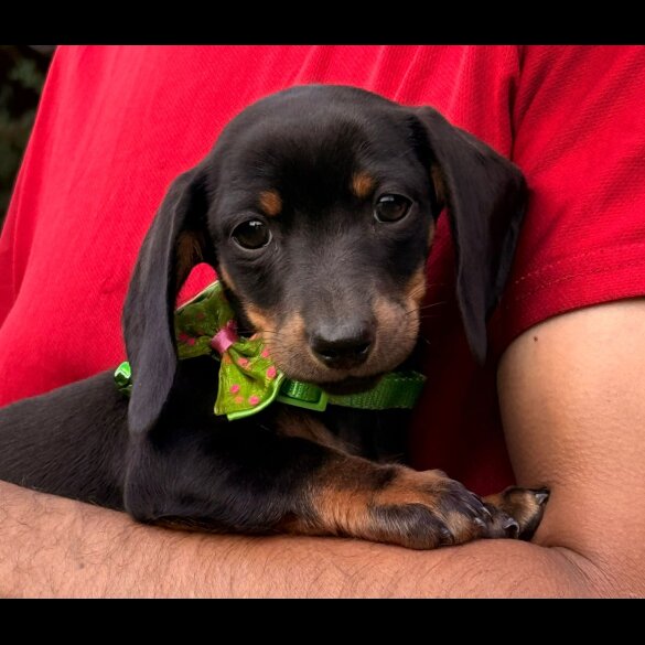 Dachshund (Standard &amp; Miniature) - Both