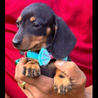 Dachshund (Standard &amp; Miniature) - Both