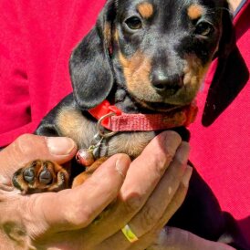 Dachshund (Standard &amp; Miniature) - Both