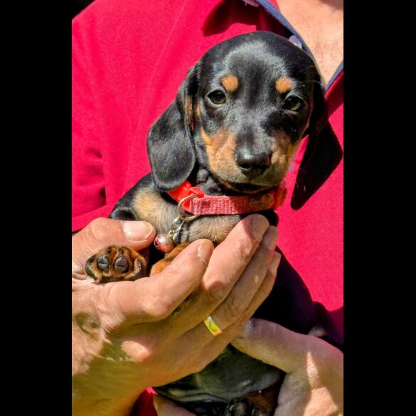 Dachshund (Standard &amp; Miniature) - Both