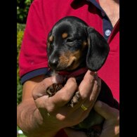 Dachshund (Standard &amp; Miniature) - Both