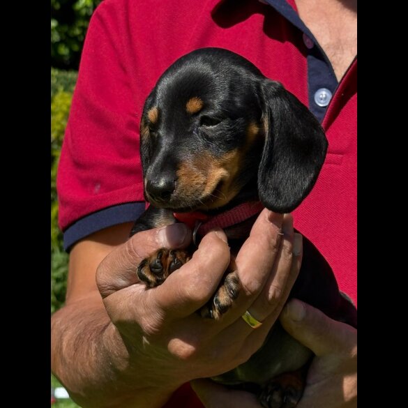 Dachshund (Standard &amp; Miniature) - Both