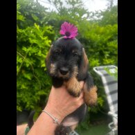Dachshund (Standard &amp; Miniature) - Bitches