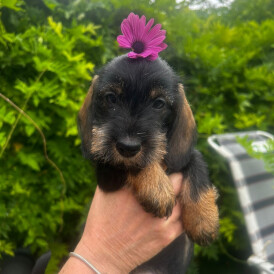 Dachshund (Standard &amp; Miniature) - Bitches